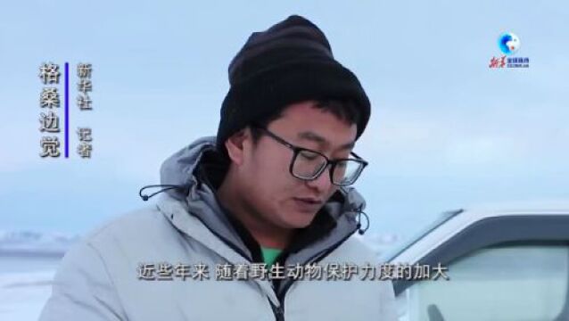 全球连线︱在中国面积最大自然保护区守护生灵