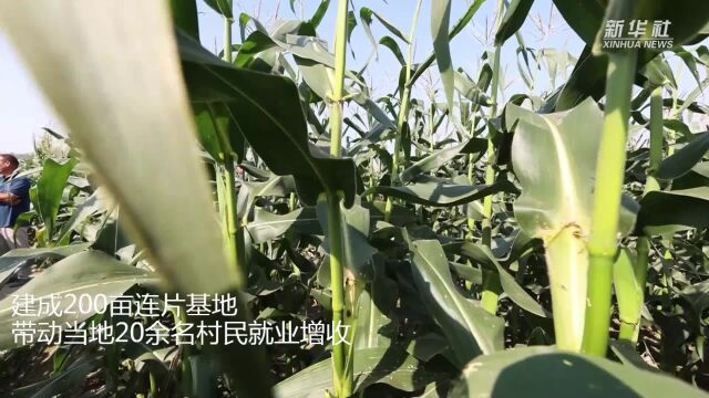 湖南南县:水果玉米错峰上市迎丰收