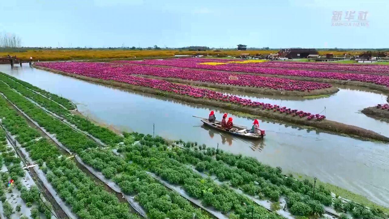 江苏兴化:千垛菊花醉游人