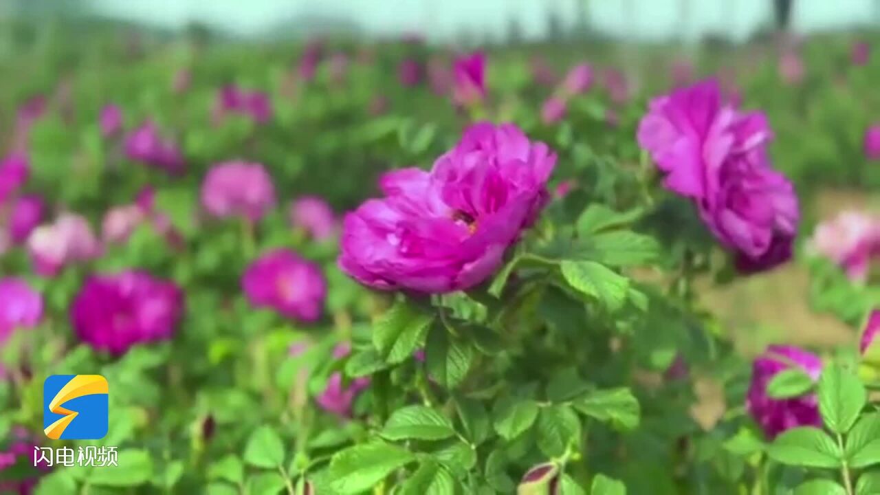 繁花似锦玫香沁心 平阴六万亩玫瑰竞相开放