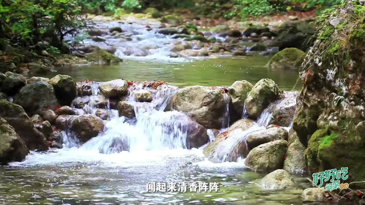 好好吃24节气闽菜药膳 | 山苍子根干蒸猪脚