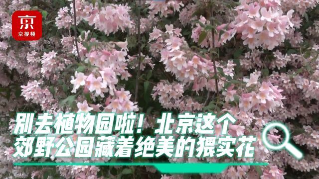 别去植物园啦!北京这个郊野公园藏着绝美的猥实花