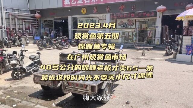 广州观赏鱼市场,40多公分的锦鲤65一条,感觉长身蝴蝶鲤性价比高