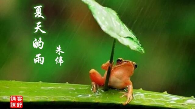 云舒诵读《夏天的雨》作者 朱伟