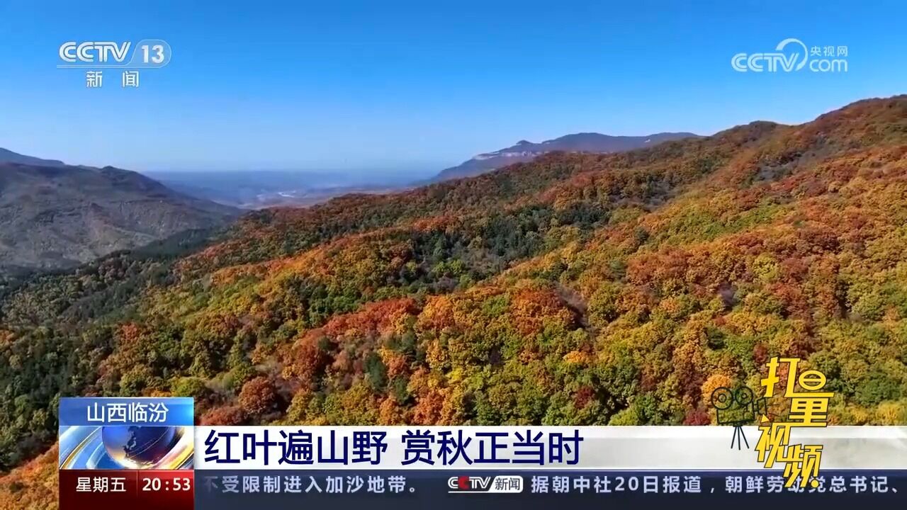 山西临汾:红叶遍山野,美不胜收,赏秋正当时