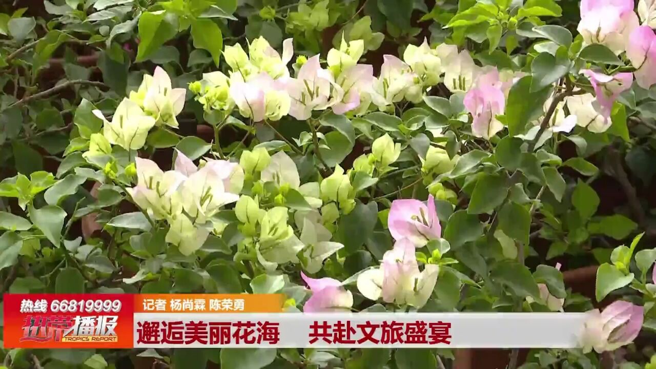 魅力海口:邂逅美丽花海 共赴文旅盛宴