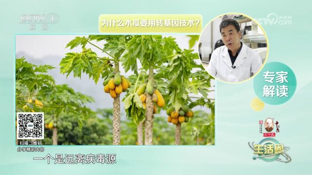 食物放大镜 转基因木瓜 健康安全吗?