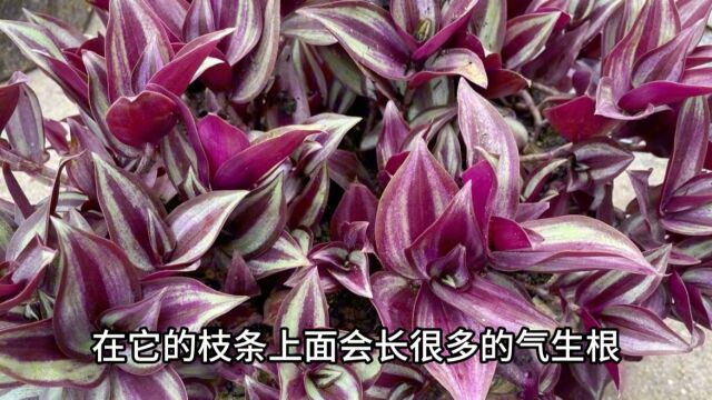 分享13种适合养花新手扦插的花卉绿植,成活率高零基础也能成功