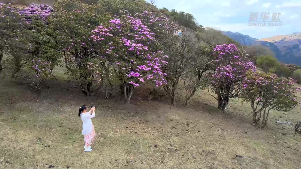 大理马耳山杜鹃花海漫山谷