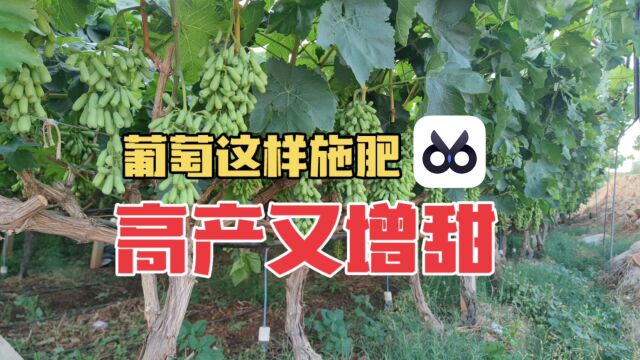 葡萄这样施肥,高产又增甜