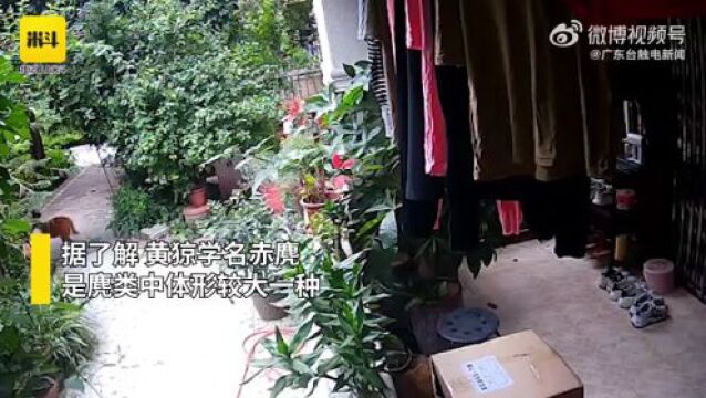 【视频】广州一小区有黄猄出没!为国家“三有”保护动物