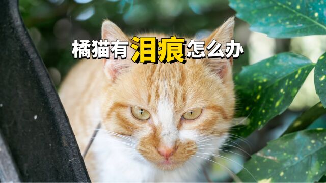 橘猫有泪痕怎么办?这几个方法教你解决!