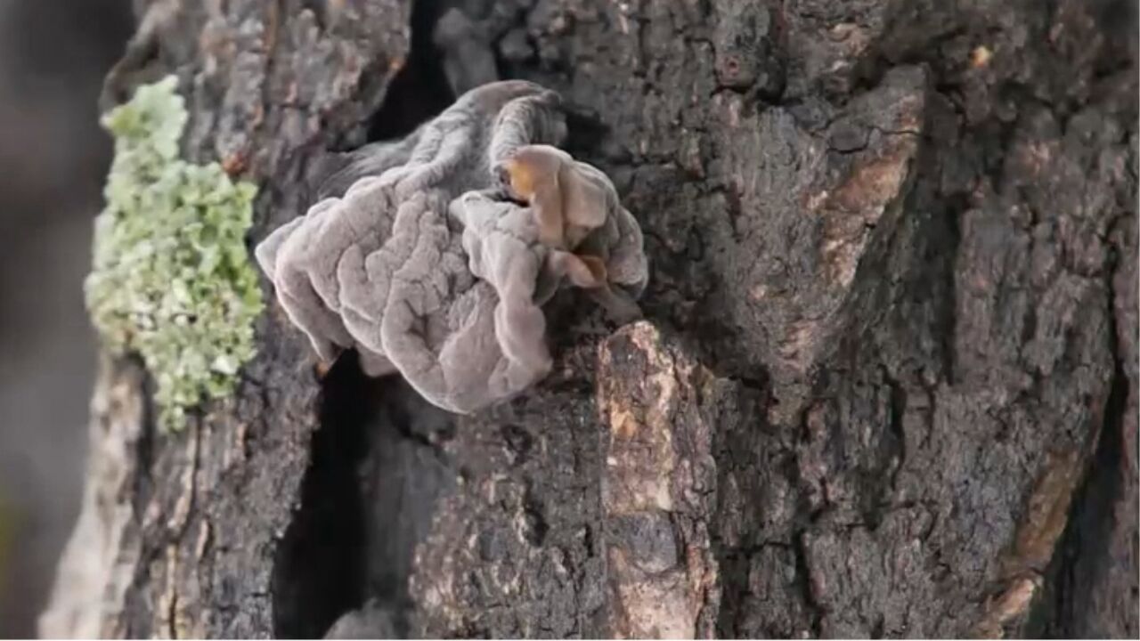 记者跟随男子上山找木耳,由于野生木耳跟树皮颜色很接近,不仔细看很难发现