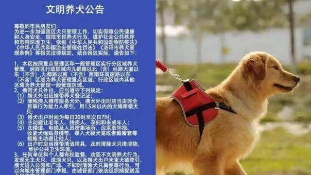 洛阳涧西规定晚8点至次日7点可遛狗,官方:只是建议,主要以劝告为主