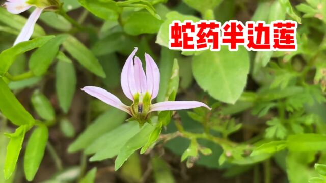 半边莲也叫“急解索”,你知道它的价值吗?