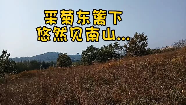 采菊东篱下,悠然见南山