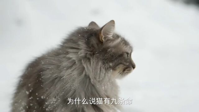 为什么说“猫有九条命”