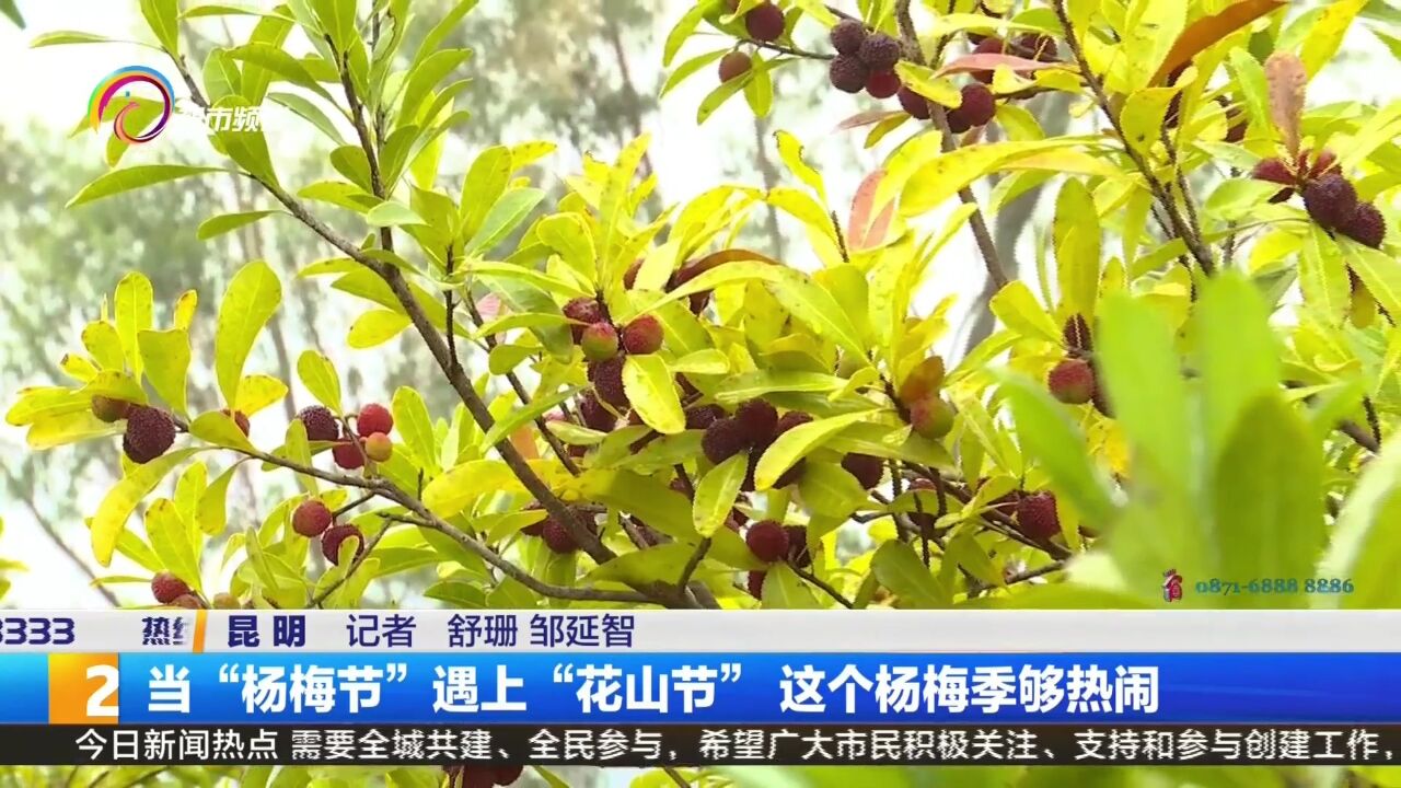 当“杨梅节”遇上“花山节” 这个杨梅季够热闹