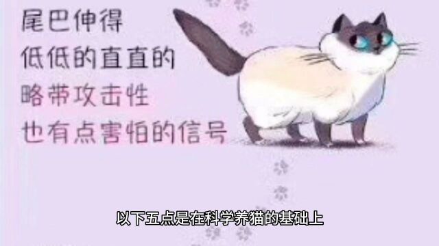 五个细节养好猫咪