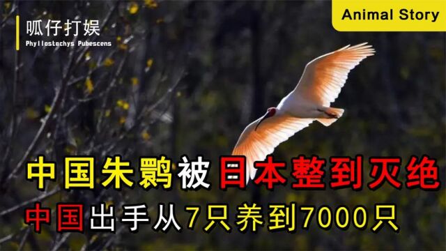 中国神鸟朱鹮,被日本整到灭绝,中国出手从7只养到7000