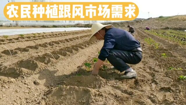 农民种植跟风市场需求