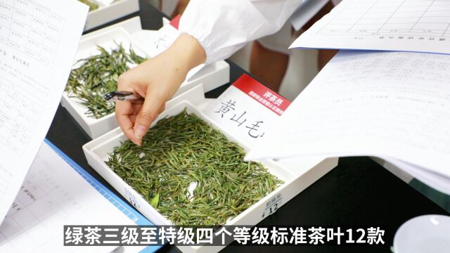 评茶师课程审评12款绿茶,探寻茶的秘密、鲜爽与香气的来源