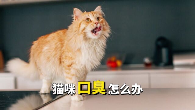 猫咪口臭该怎么解决?4招教你怎么解决