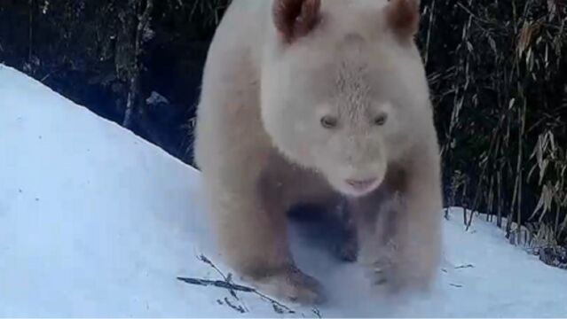 关注大熊猫国家公园科考,四川卧龙白色野生大熊猫完整影像首度公开