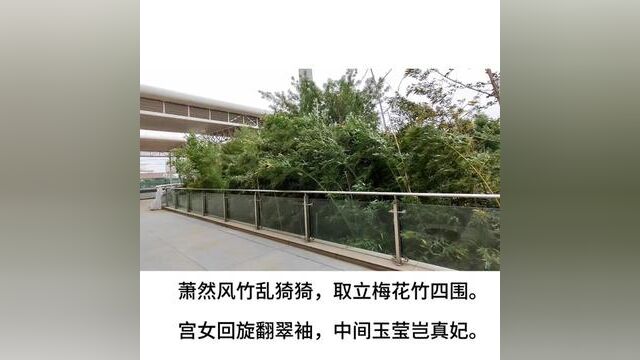 萧然风竹乱猗猗,取立梅花竹四围. 宫女回旋翻翠袖,中间玉莹岂真妃.