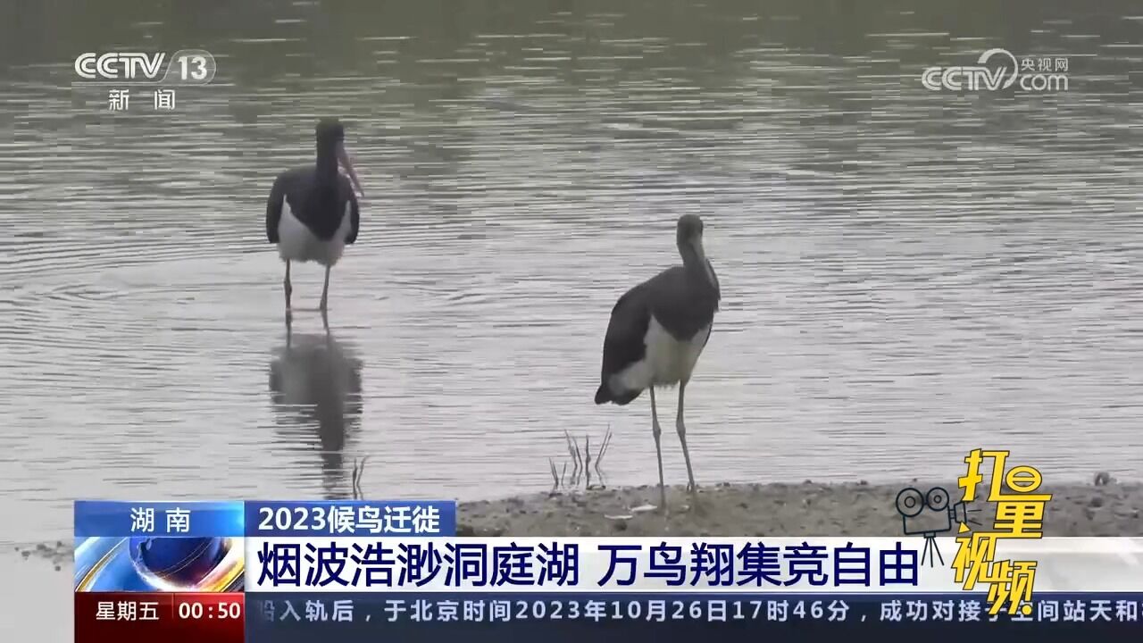 湖南:烟波浩渺洞庭湖,万鸟翔集竞自由