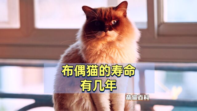 布偶猫的寿命有几年?一旦养了,就要好好珍惜