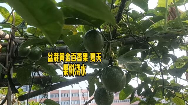 盆栽黄金百香果 夏天果树浇水