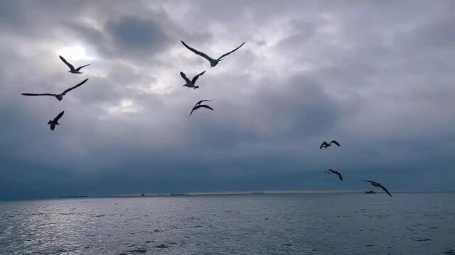 海上游船喂海鸥