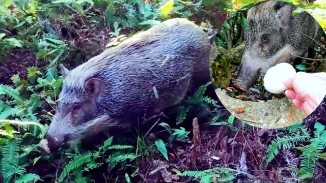 深圳梧桐山野猪接棒可可西里狼成网红,生存能力有多强?幼猪遇险会就地卧倒