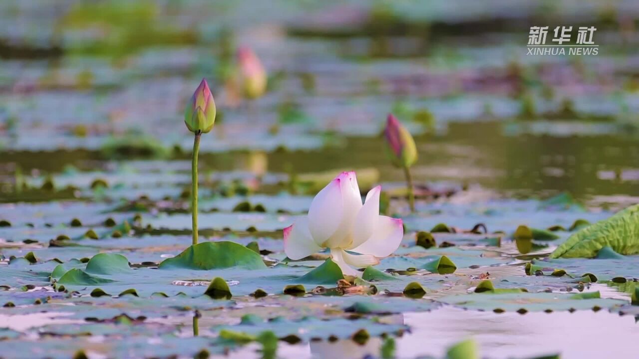 千城胜景|清凉雅韵 云南开远夏荷有约