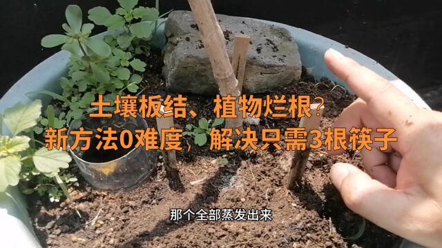 土壤板结植物烂根?新方法0难度,解决只需3根筷子