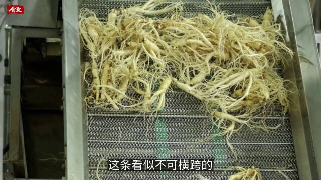 从深山采摘到工厂栽培,百草之王是如何被人类驯化的?