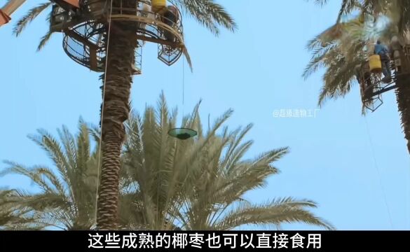 迪拜土豪喜欢吃的椰枣是如何采摘和加工的?