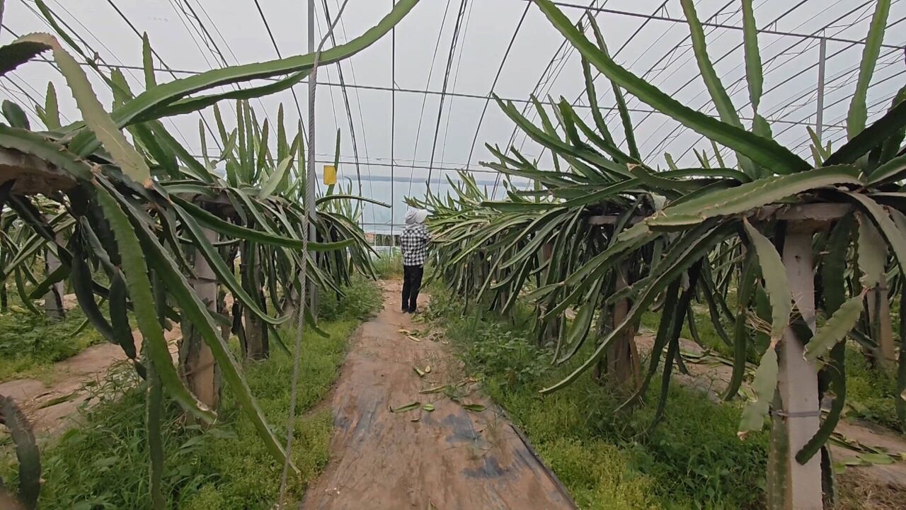 枣庄薛城常庄街道以村级特色产业为重点 推进农业农村绿色发展