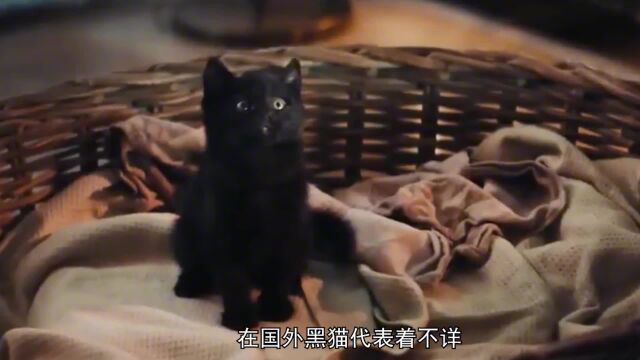 带来厄运的小黑猫