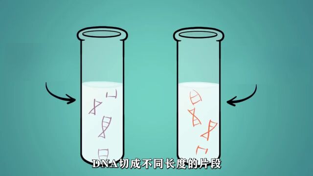 琼脂糖凝胶电泳分离和鉴定的简单方法