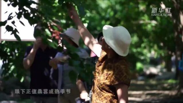 河北泊头:打造桑葚产业链 农文旅融合促振兴