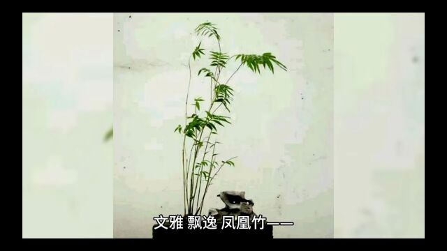 优雅凤凰竹