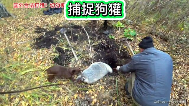 老外捕捉狗獾!