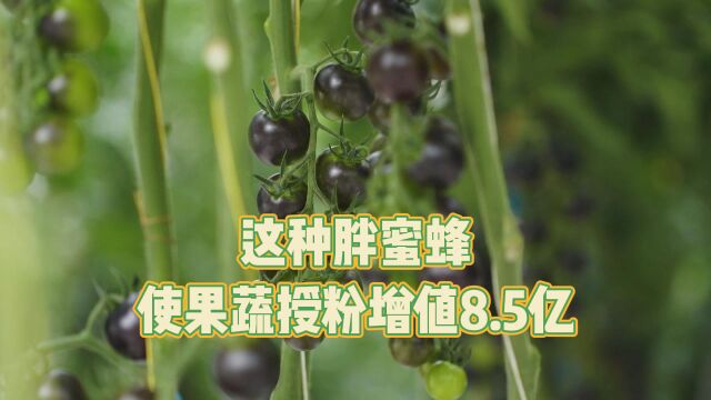 科技致富,“熊蜂”果蔬授粉增值8.5亿元