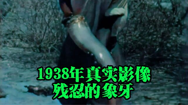 1938年真实影像,白人猎手非洲大草原猎杀大象!