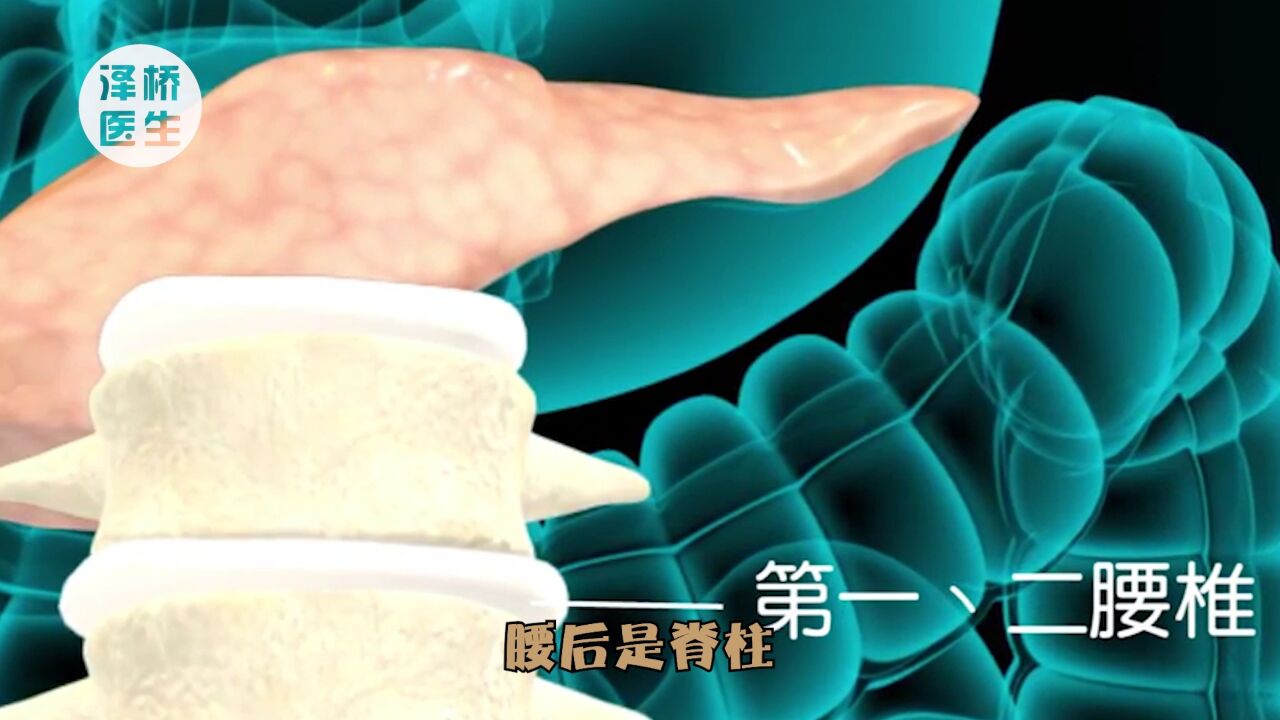 胰腺大揭秘:神奇的内外分泌掌控者,你真的了解我吗?