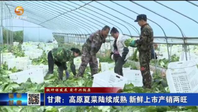 (凝神谋发展 实干兴陇原)甘肃:高原夏菜陆续成熟 新鲜上市产销两旺