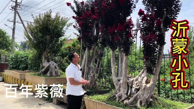 山东大哥从湖北淘了两棵“百年紫薇”,一问价格吓一跳,捡大漏了 #紫薇树 #古树