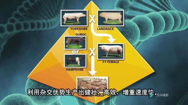 NSR系列视频2美佳育种集团及育种工具的应用